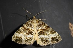 Pseudocoremia lactiflua