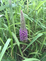 Uraria crinita