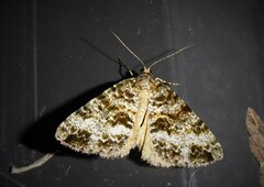 Pseudocoremia lactiflua