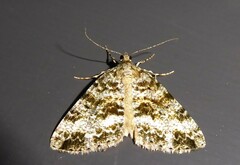 Pseudocoremia lactiflua