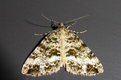 Pseudocoremia lactiflua