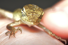 Calotes versicolor