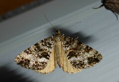 Pseudocoremia lactiflua