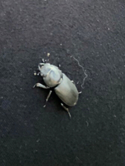Dorcus
