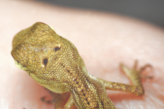 Calotes versicolor