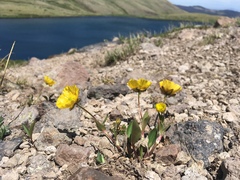 Ranunculus macauleyi