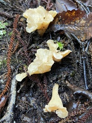 Gloeocantharellus