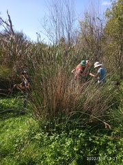 Juncus procerus