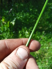 Juncus procerus