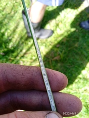 Juncus procerus