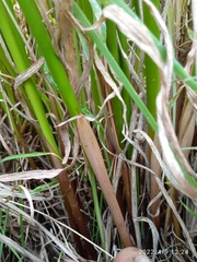 Juncus procerus