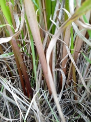 Juncus procerus