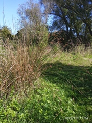 Juncus procerus