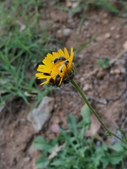 Colletes mlokossewiczi