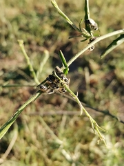 Colletes mlokossewiczi