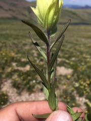 Castilleja septentrionalis