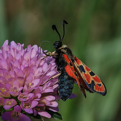 Zygaena hilaris