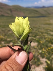 Castilleja septentrionalis