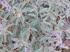 Solanum elaeagnifolium