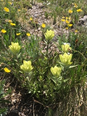 Castilleja septentrionalis