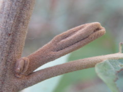 Pappea capensis image