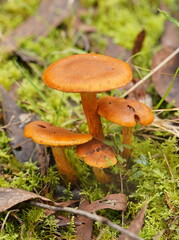 Cortinarius abnormis