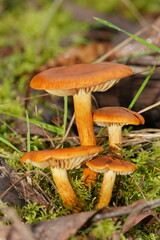Cortinarius abnormis