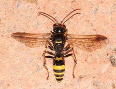 Gorytes laticinctus