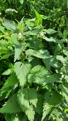 Lamium album