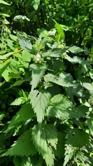 Lamium album