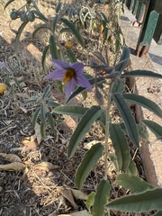 Solanum elaeagnifolium