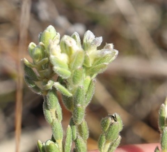 Gnidia nodiflora