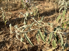 Solanum elaeagnifolium