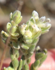Gnidia nodiflora