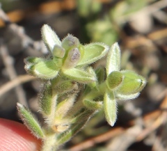 Gnidia nodiflora