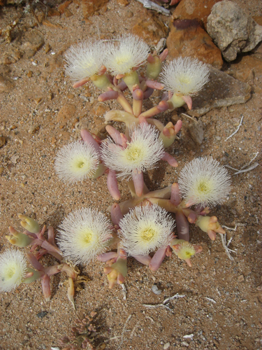 Mesembryanthemum hypertrophicum image
