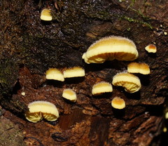 Crepidotus stromaticus