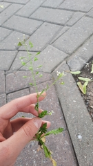 Capsella bursa-pastoris