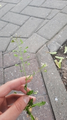 Capsella bursa-pastoris