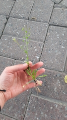 Capsella bursa-pastoris