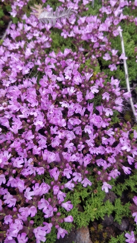 Image of Thymus caespititius by (c) Vítor Jorge, some rights reserved (CC BY)