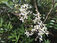 Clematis meyeniana
