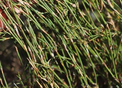 Restio albotuberculatus