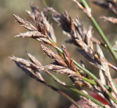 Restio albotuberculatus