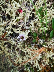 Cherleria arctica