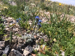 Eritrichium argenteum