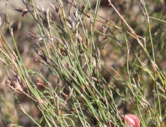 Restio albotuberculatus