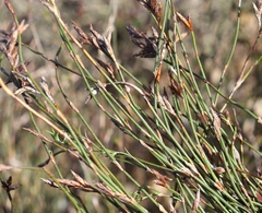 Restio albotuberculatus