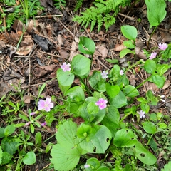 Claytonia sibirica