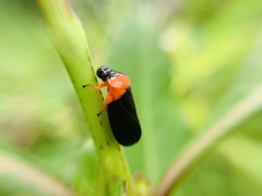 Phymatostetha deschampsi